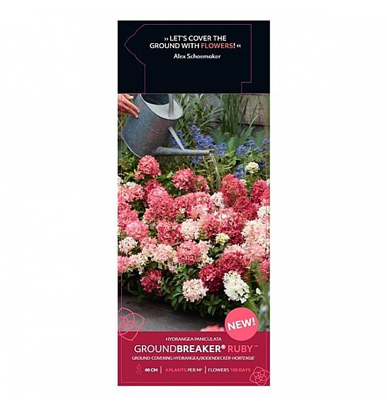 Hydrangea p. Groundbreaker® Ruby C1,5 Lit.