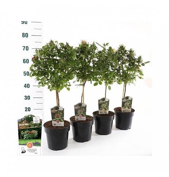 Rosa hybrid Mini Eden Rose C3 Lit. Na steblu 40 cm