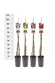 Rosa Mix Basic collection C3 Lit. 50-60 cm Vzpenjava