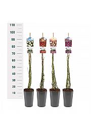 Rosa Mix Rambler C3 Lit. 50-60 cm Vzpenjava