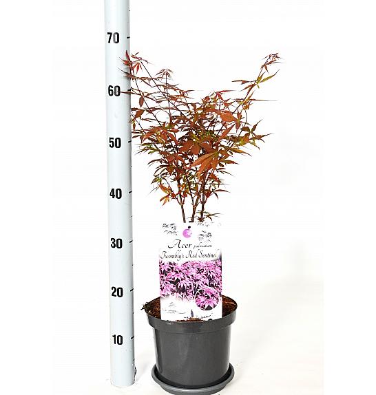 Acer palmatum Twombly red sentinel C3 Lit. 30-40 cm