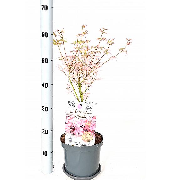 Acer palmatum Ijoshi C5 Lit. 40-50 cm