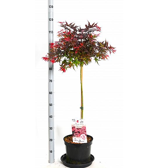 Acer palmatum Shaina C7,5 Lit. 50-60 cm