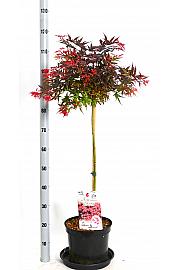 Acer palmatum Shaina C7,5 Lit. Na steblu 80 cm