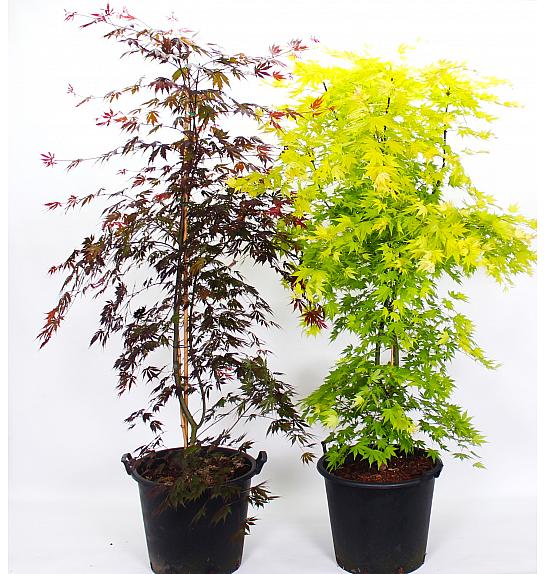Acer palmatum MIX C50 Lit. 140-160 cm