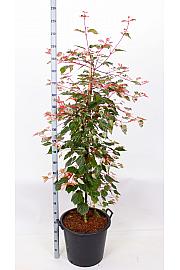 Acer conspicum Red Flamingo C50 Lit. 140-160 cm