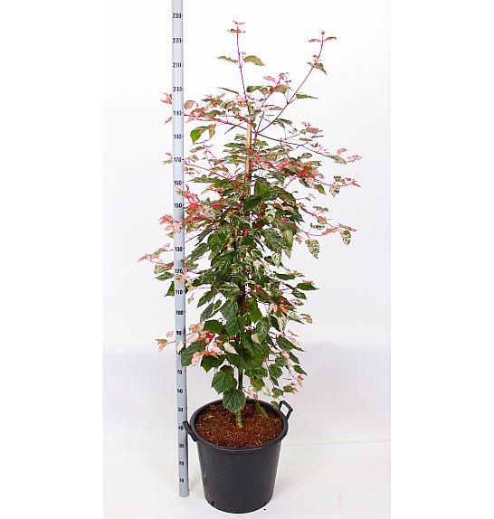Acer conspicum Red Flamingo C50 Lit. 140-160 cm