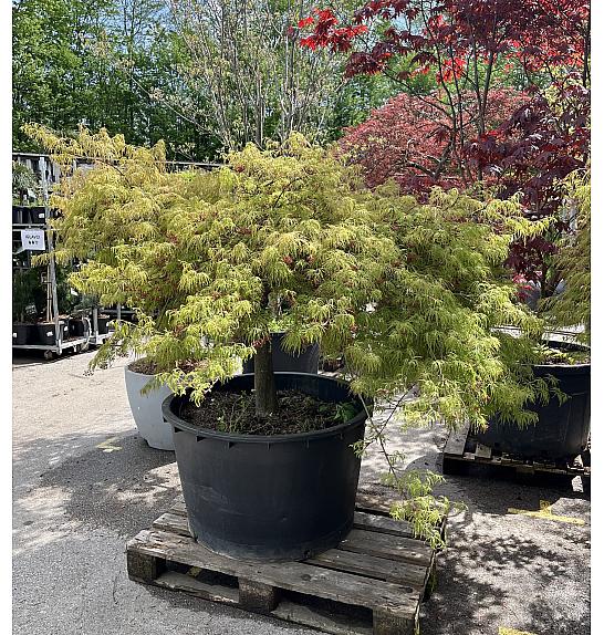 Acer palmatum Red Autumn lace C230 Lit. Na steblu 60 cm; Krošnja 175/200 cm