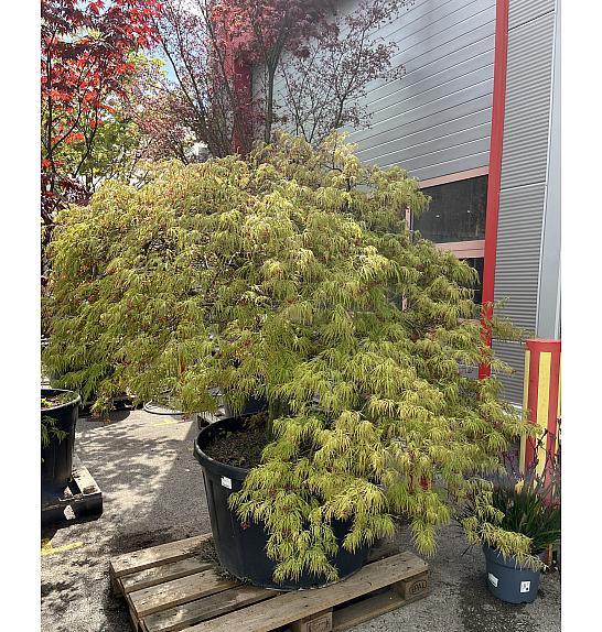 Acer palmatum Red Autumn lace C300 Lit. Na steblu 80 cm; Krošnja 200/250 cm