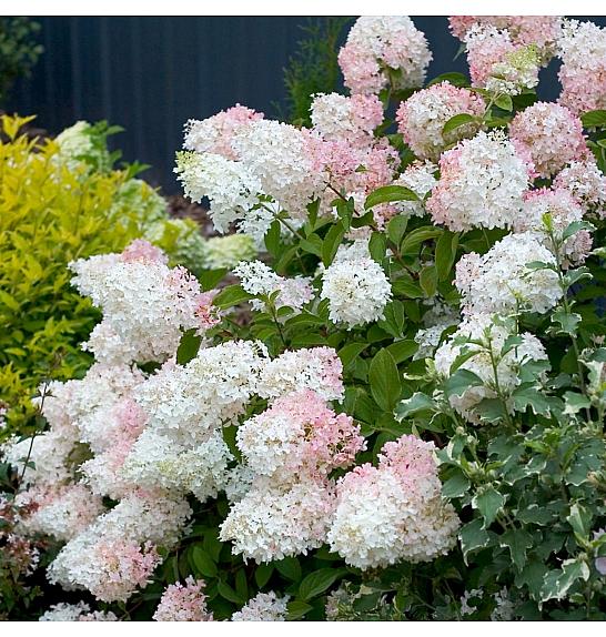 Hydrangea paniculata Phantom C7,5 Lit. 50-60 cm
