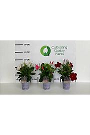 Dipladenia Mandeville Fushion Bloom Selection Ø10; grm