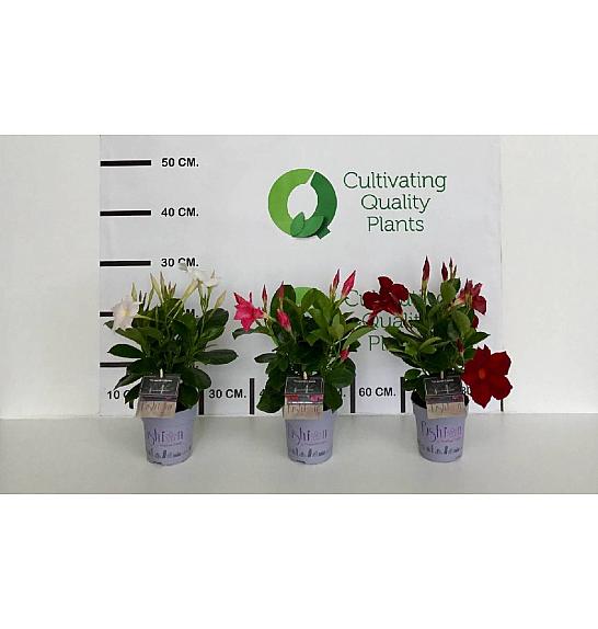 Dipladenia Mandeville Fushion Bloom Selection Ø10; grm