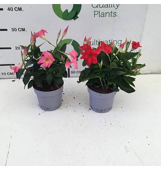 Dipladenia Mandeville Fushion Bloom Selection Ø14; grm