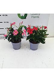 Dipladenia Mandeville Fushion Bloom Selection Ø14