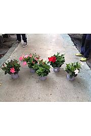 Dipladenia Mandeville Fushion Bloom Selection Ø17; grm