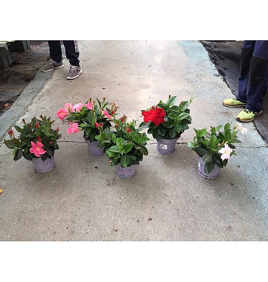 Dipladenia Mandeville Fushion Bloom Selection Ø17; grm