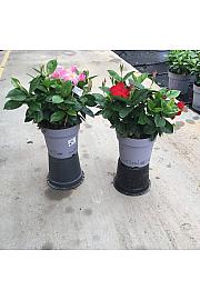 Dipladenia Mandeville Fushion Bloom Selection Ø23; grm