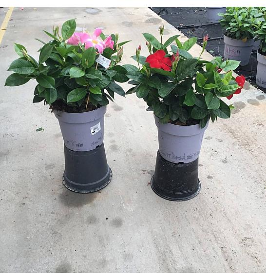 Dipladenia Mandeville Fushion Bloom Selection Ø23