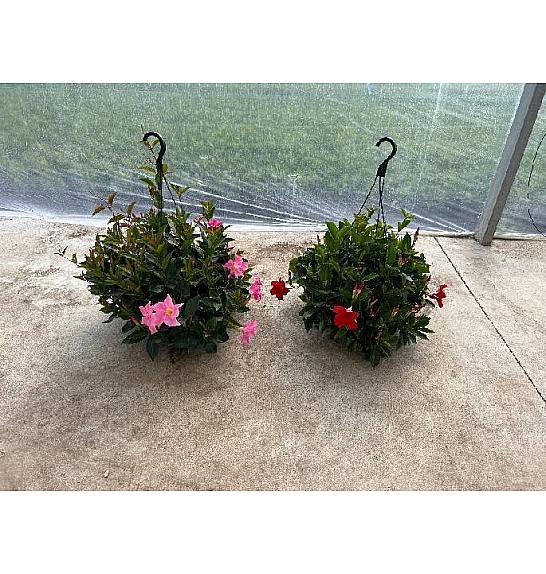 Dipladenia Mandeville Fushion Bloom Selection Ø26