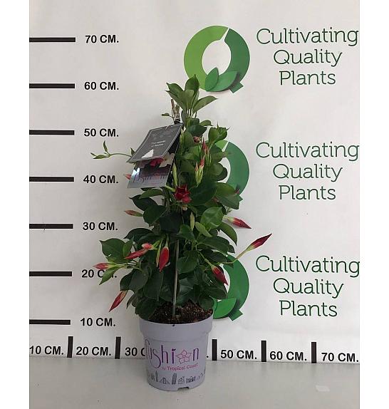 Dipladenia Mandeville Fushion Bloom Selection Ø14; piramida