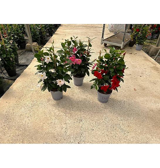 Dipladenia Mandeville Fushion Bloom Selection Ø17; špalir