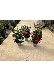 Dipladenia Mandeville Fushion Bloom Selection Ø17