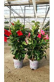 Dipladenia Mandeville Fushion Bloom Selection Ø17; špalir