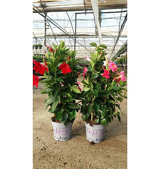 Dipladenia Mandeville Fushion Bloom Selection Ø17; špalir