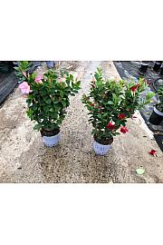 Dipladenia Mandeville Fushion Bloom Selection Ø20; špalir