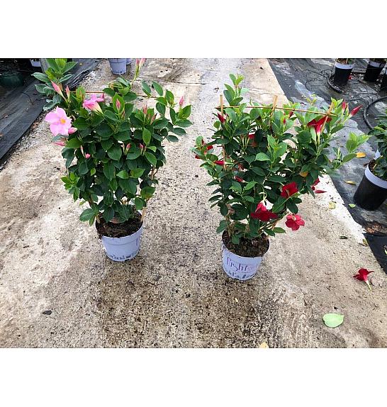 Dipladenia Mandeville Fushion Bloom Selection Ø20; špalir