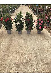 Dipladenia Mandeville Fushion Bloom Selection Ø20; špalir