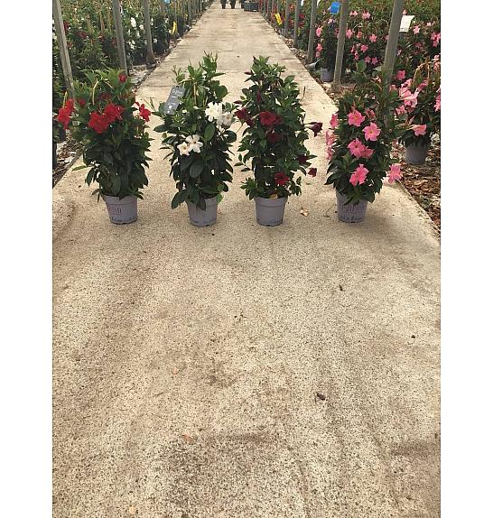 Dipladenia Mandeville Fushion Bloom Selection Ø20; špalir