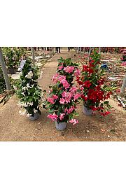Dipladenia Mandeville Fushion Bloom Selection Ø20