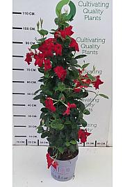 Dipladenia Mandeville Fushion Bloom Selection Ø24; piramida