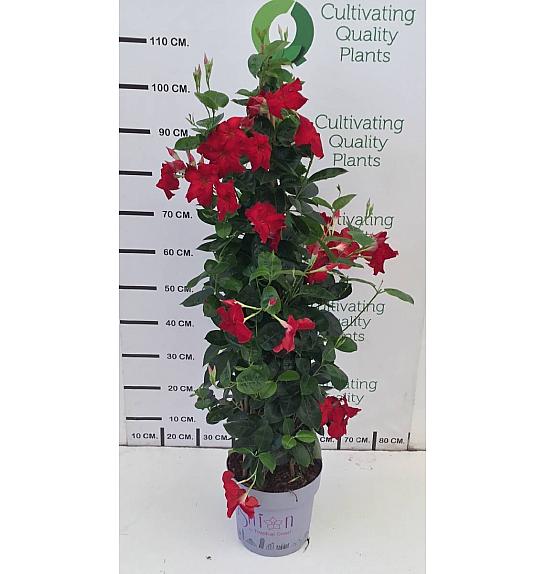 Dipladenia Mandeville Fushion Bloom Selection Ø24