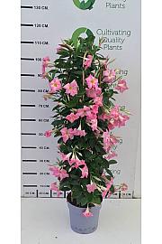 Dipladenia Mandeville Fushion Bloom Selection Ø24; špalir