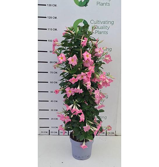 Dipladenia Mandeville Fushion Bloom Selection Ø24; špalir