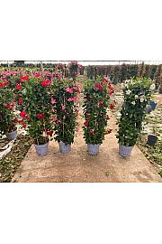 Dipladenia Mandeville Fushion Bloom Selection Ø30; špalir