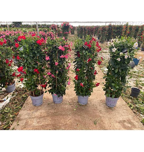 Dipladenia Mandeville Fushion Bloom Selection Ø30; špalir