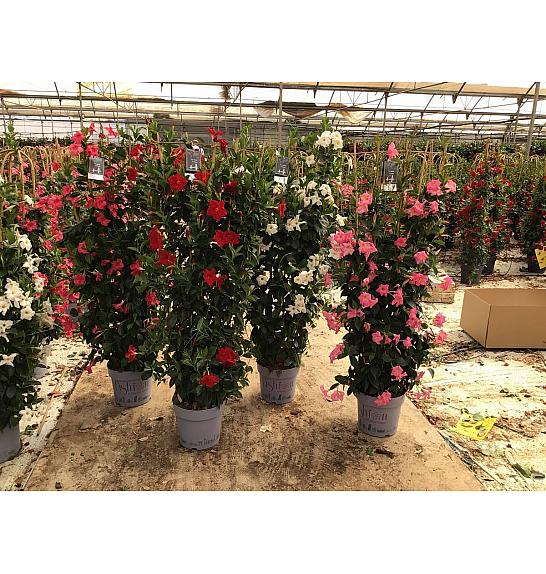 Dipladenia Mandeville Fushion Bloom Selection Ø30