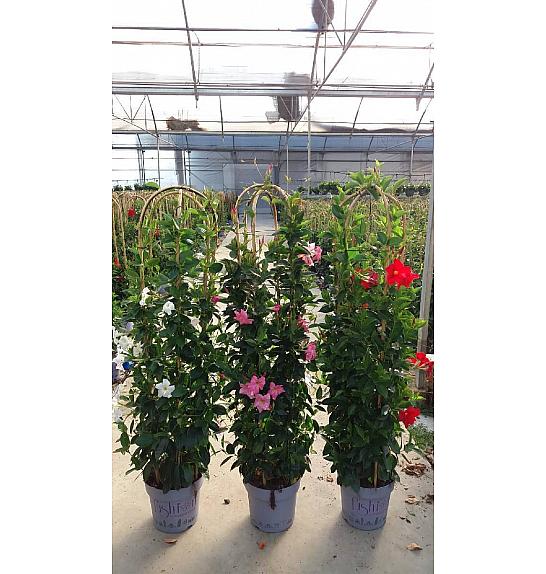 Dipladenia Mandeville Fushion Bloom Selection Ø30; špalir