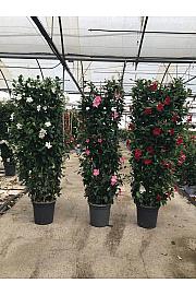 Dipladenia Mandeville Fushion Bloom Selection Ø33; špalir