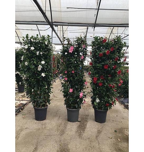 Dipladenia Mandeville Fushion Bloom Selection Ø33; špalir