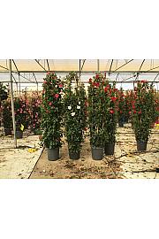 Dipladenia Mandeville Fushion Bloom Selection Ø33