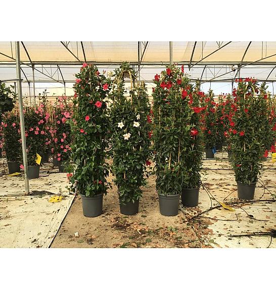 Dipladenia Mandeville Fushion Bloom Selection Ø33