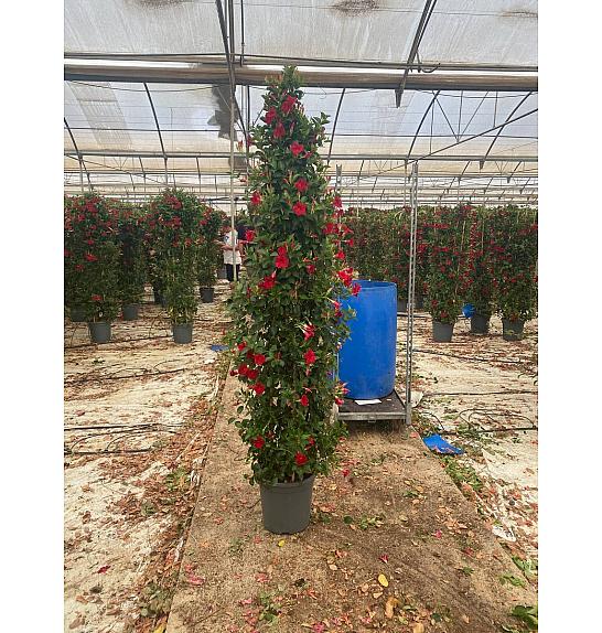 Dipladenia Mandeville Fushion Bloom Selection Ø33; piramida