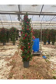 Dipladenia Mandeville Fushion Bloom Selection Ø33