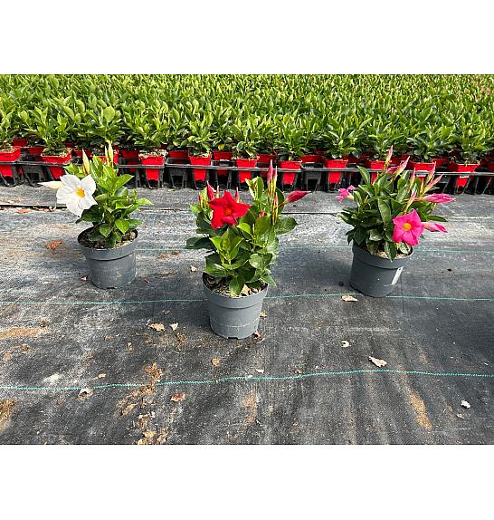 Dipladenia Sandeville St Line Ø14; grm