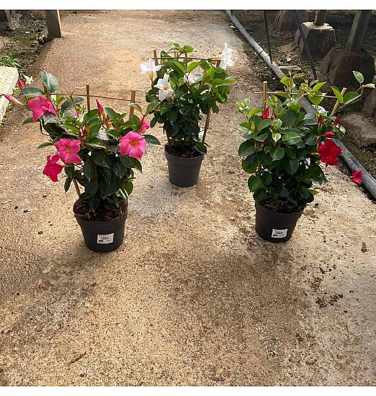 Dipladenia Sandeville St Line Ø17; špalir