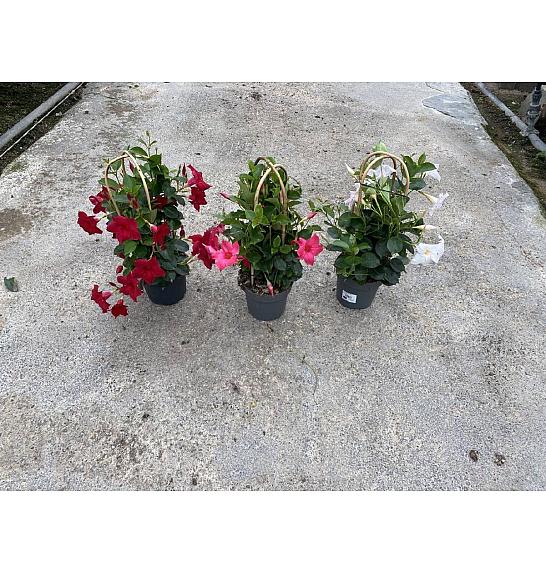 Dipladenia Sandeville St Line Ø17